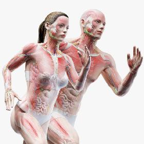 Full Male And Female Anatomy Set (Blender Rigged) 3D model